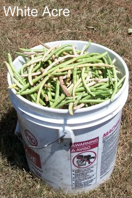 White Acre 2 photo WhiteAcre2.jpg